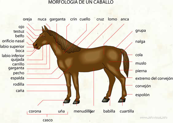 Caballo (Diccionario visual)